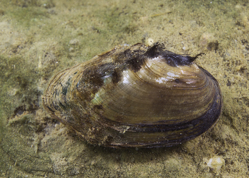 Gemeine Teichmuschel (Anadonta anatina) - © Gernot Kunz